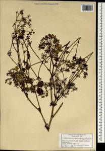 Четырехленточник Шпренгеля (Wight & Arn.) Manden., Зарубежная Азия (ASIA) (Индия)