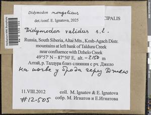 Didymodon mongolicus D.P. Zhao & T.R. Zhang, Гербарий мохообразных, Мхи - Западная Сибирь (включая Алтай) (B15) (Россия)