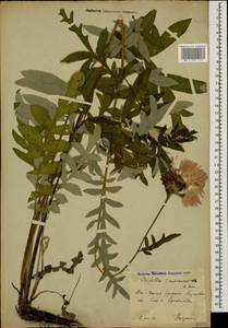 Псефеллюс закавказский Sosn., Кавказ, Южная Осетия (K4b) (Южная Осетия)