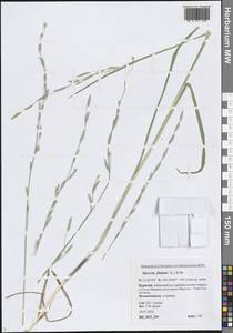 Манник плавающий (L.) R.Br., Сибирь, Прибайкалье и Забайкалье (S4) (Россия)