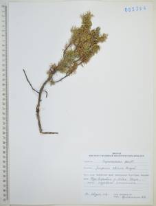 Можжевельник скальный Pall., Сибирь, Дальний Восток (S6) (Россия)