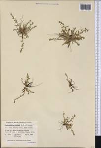 Plagiobothrys scouleri (Hook. & Arn.) I. M. Johnst., Америка (AMER) (Канада)