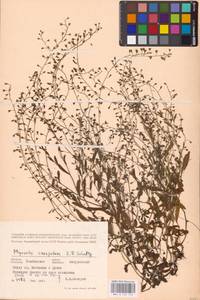 MHA 0 153 152, Myosotis laxa subsp. laxa, Восточная Европа, Центральный лесостепной район (E6) (Россия)