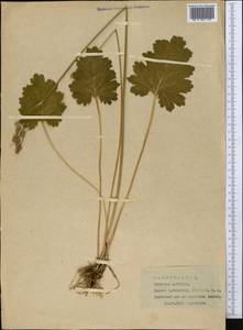 Primula matthioli subsp. turkestanica (Losinsk.) Kovt., Средняя Азия и Казахстан, Памир и Памиро-Алай (M2) (Таджикистан)