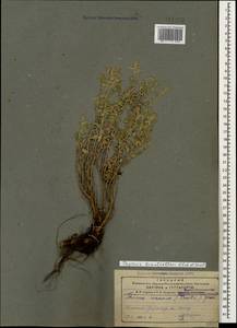 Thymus trautvetteri Klokov & Des.-Shost., Кавказ, Армения (K5) (Армения)