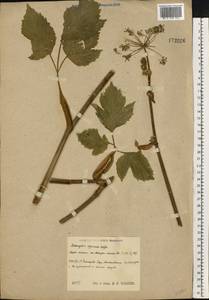 Дудник лекарственный, Дягиль лекарственный L., Восточная Европа, Центральный район (E4) (Россия)