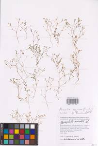 Sabulina regeliana (Trautv.) Dillenb. & Kadereit, Восточная Европа, Нижневолжский район (E9) (Россия)