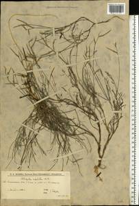 Астрагал шиловидный DC., Восточная Европа, Нижневолжский район (E9) (Россия)