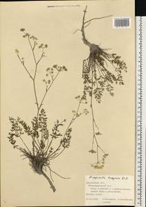 Бедренец известколюбивый Vill., Восточная Европа, Центральный лесостепной район (E6) (Россия)