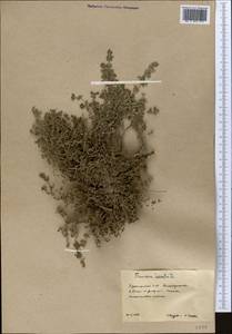 Франкения волосистая L., Средняя Азия и Казахстан, Каракумы (M6) (Туркмения)