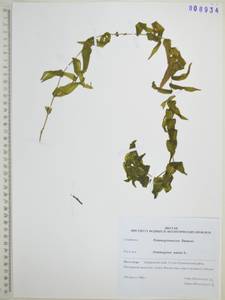 Рдест плавающий L., Сибирь, Дальний Восток (S6) (Россия)