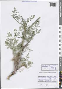 Морковница прибрежная (M.Bieb.) Drude, Кавказ, Краснодарский край и Адыгея (K1a) (Россия)