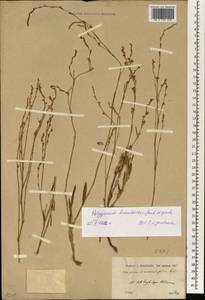 Polygonum setosum subsp. luzuloides (Jaub. & Spach) Leblebici, Зарубежная Азия (ASIA) (Турция)