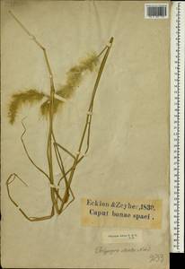 Polypogon tenuis Brongn., Африка (AFR) (ЮАР)
