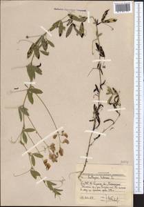 Чина клубненосная L., Средняя Азия и Казахстан, Западный Тянь-Шань и Каратау (M3) (Узбекистан)