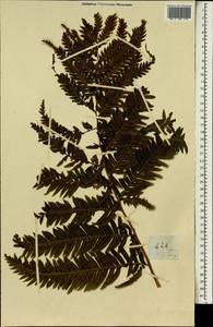 Polypodiopsida, Африка (AFR) (Острова Святой Елены, Вознесения и Тристан-да-Кунья)