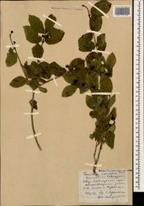 Lonicera caucasica subsp. orientalis (Lam.) D. F. Chamb. & Long, Кавказ, Ставропольский край, Карачаево-Черкесия, Кабардино-Балкария (K1b) (Россия)