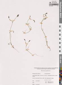 Лютик Гмелина DC., Сибирь, Чукотка и Камчатка (S7) (Россия)