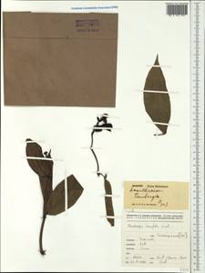Thunbergia laurifolia Lindl., Австралия и Океания (AUSTR) (Новая Каледония)