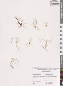 Лютик распростертый, Лютик стелющийся L., Сибирь, Чукотка и Камчатка (S7) (Россия)