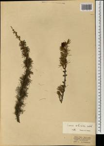 Лиственница сибирская Ledeb., Монголия (MONG) (Монголия)