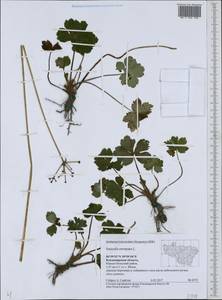 Подлесник европейский L., Восточная Европа, Центральный район (E4) (Россия)