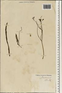 Ixeris chinensis subsp. chinensis, Зарубежная Азия (ASIA) (Япония)