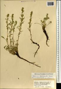 Artemisia pycnorrhiza Ledeb., Монголия (MONG) (Монголия)
