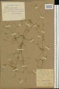 Звездчатка злаковая, Звездчатка злаковидная L., Восточная Европа, Южно-Украинский район (E12) (Украина)