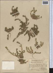 Хруплявник полевой L., Средняя Азия и Казахстан, Джунгарский Алатау и Тарбагатай (M5) (Казахстан)