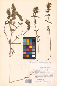 MHA 0 162 051, Rhinanthus serotinus var. vernalis (N. W. Zinger) Janch., Восточная Европа, Северный район (E1) (Россия)