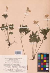 Ветреница лесная L., Восточная Европа, Восточный район (E10) (Россия)