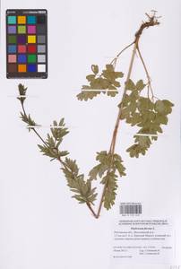 Василисник желтый L., Восточная Европа, Ростовская область (E12a) (Россия)