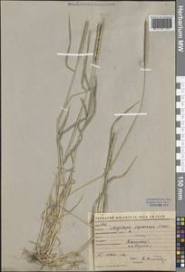 Эгилопс трехдюймовый L., Средняя Азия и Казахстан, Сырдарьинские пустыни и Кызылкумы (M7) (Узбекистан)