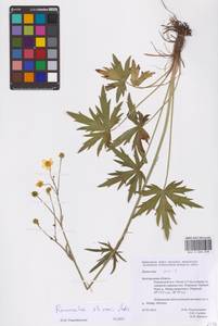 Ranunculus acris subsp. acris, Восточная Европа, Центральный лесостепной район (E6) (Россия)