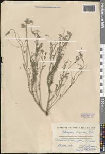 Астрагал пёстрый, Восточная Европа, Северо-Украинский район (E11) (Украина)