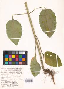 Ворсянка щетинистая Willd., Восточная Европа, Нижневолжский район (E9) (Россия)