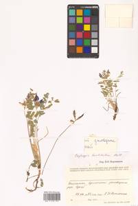 Остролодочник камчатский Hultén, Сибирь, Чукотка и Камчатка (S7) (Россия)