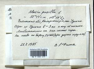 Blasia pusilla L., Гербарий мохообразных, Мхи - Прибайкалье и Забайкалье (B18) (Россия)