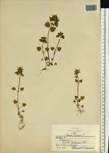 Яснотка пурпурная, Яснотка пурпуровая L., Восточная Европа, Московская область и Москва (E4a) (Россия)