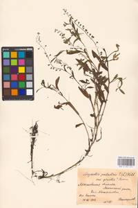 Незабудка скорпионовидная L., Восточная Европа, Московская область и Москва (E4a) (Россия)