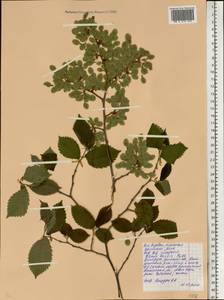 Вяз гладкий, Вяз обыкновенный Pall., Восточная Европа, Белоруссия (E3a) (Белоруссия)