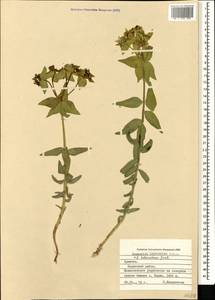 Euphorbia heteradena Jaub. & Spach, Кавказ, Армения (K5) (Армения)