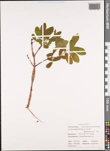 Жимолость голубая L., Сибирь, Чукотка и Камчатка (S7) (Россия)