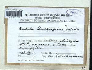 Radula lindenbergiana Gottsche ex C. Hartm., Гербарий мохообразных, Мхи - Закавказье (B13) (Абхазия)