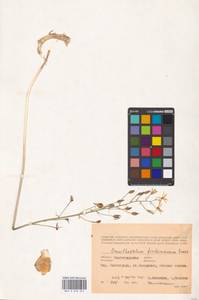 Птицемлечник Фишера Krasch., Восточная Европа, Нижневолжский район (E9) (Россия)