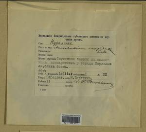 Calliergonella cuspidata (Hedw.) Loeske, Гербарий мохообразных, Мхи - Центральное Нечерноземье (B6) (Россия)
