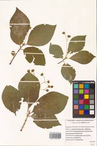 Бересклет сахалинский (F.Schmidt) Maxim., Сибирь, Дальний Восток (S6) (Россия)