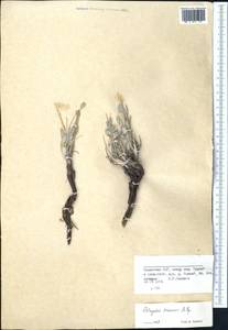 Astragalus krasnovii Popov, Средняя Азия и Казахстан, Северный и Центральный Тянь-Шань (M4) (Казахстан)