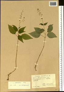 Circaea ×intermedia Ehrh., Восточная Европа, Западно-Украинский район (E13) (Украина)